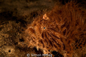 Striped Anglerfish by Simon Mittag 
